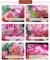 6 Pack Diamond Painting Kits for Adults & Beginners – Full Round 5D Diamond Art Landscape & Tree DIY Craft Set, Crystal Rhinestone Paint by Diamonds Kit, Home Wall Decor Gift (12 x 16 Inch)